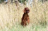 SETTER IRLANDAIS 074
